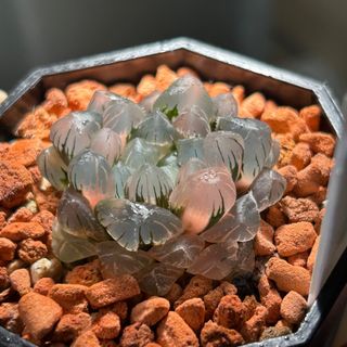 （分類：）位於 。 由 mikewillplantit 提交（商品編號 1368659044，圖片 1）。簡介： 。