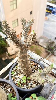 （分類：）位於 。 由 tropical.boxx 提交（商品編號 1432889847，圖片 1）。簡介： 。