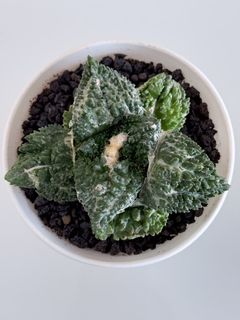 Ariocarpus Collection item 1
