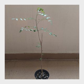 (Category: ) located in . Submitted by HomeGreenery (Listing ID 1432832204, Image 1). Description: .
