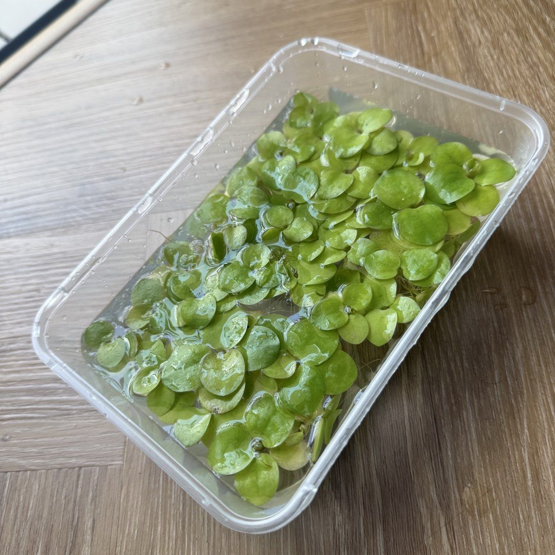 Frog bit - Live Aquatic Plant