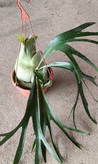 (Category: ) located in . Submitted by jtflorist (Listing ID 1432847967, Image 1). Description: .
