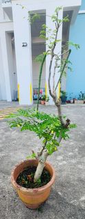(Category: ) located in . Submitted by narendran.rajaram (Listing ID 1432810184, Image 1). Description: .