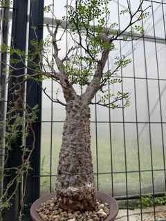 (Category: ) located in . Submitted by cuteplantsworld (Listing ID 1432930356, Image 1). Description: .