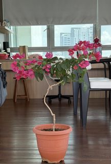 (Category: ) located in . Submitted by haiqwer (Listing ID 1432832604, Image 1). Description: .
