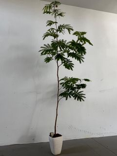 (Category: ) located in . Submitted by plantsbypops (Listing ID 1422510701, Image 1). Description: .