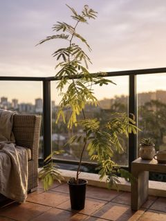 (Category: ) located in . Submitted by plantsbypops (Listing ID 1424352260, Image 1). Description: .