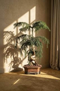 (Category: ) located in . Submitted by plantsbypops (Listing ID 1433196623, Image 1). Description: .