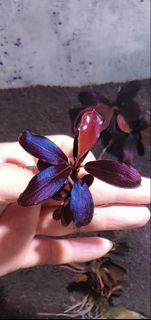 (Category: ) located in . Submitted by bucenatic (Listing ID 1433118983, Image 1). Description: .