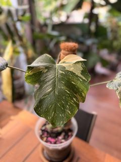 (Category: ) located in . Submitted by definitelytoomanyplants (Listing ID 1433027716, Image 1). Description: .