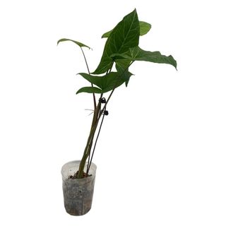 (Category: ) located in . Submitted by woonleng (Listing ID 1433124989, Image 1). Description: .