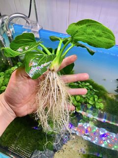 (Category: ) located in . Submitted by aquaticplants (Listing ID 1429717111, Image 1). Description: .