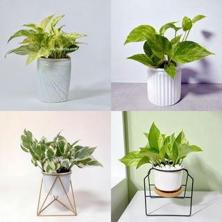 Unique Leaves: Indoor Foliage| House Plants| Office Plants| Plants For Table Top Collection item 3