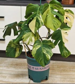 （分類：）位於 。 由 tomtomleung 提交（商品編號 1428538632，圖片 1）。簡介： 。