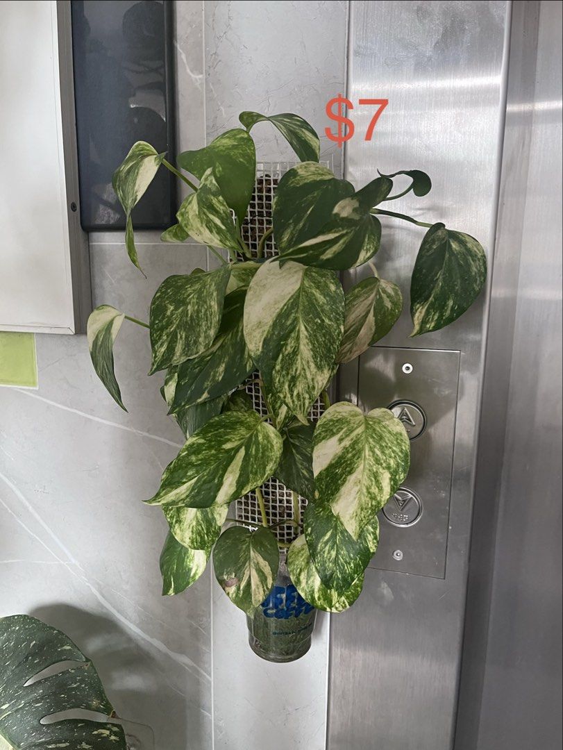 Plants for sale