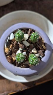 (Category: ) located in . Submitted by deliciouscactus (Listing ID 1433312515, Image 1). Description: .