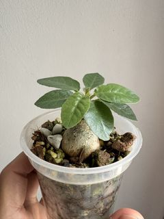 (Category: ) located in . Submitted by plants_and_such (Listing ID 1433233953, Image 1). Description: .