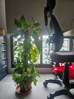 (Category: ) located in . Submitted by fahmy4585 (Listing ID 1433257944, Image 1). Description: .