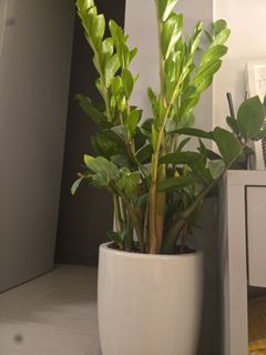 （分類：）位於 。 由 xxxjjxxx 提交（商品編號 1433335138，圖片 1）。簡介： 。