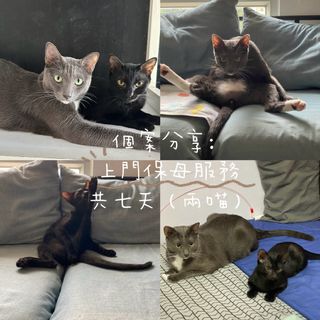 （分類：）位於 。 由 warmcat_petsitter 提交（商品編號 1433271904，圖片 1）。簡介： 。