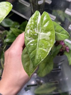 (Category: ) located in . Submitted by smallplantbigplant (Listing ID 1433238617, Image 1). Description: .