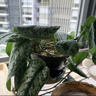 (Category: ) located in . Submitted by forestpotsandplay (Listing ID 1433265759, Image 1). Description: .