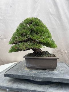 (Category: ) located in . Submitted by plants_plants (Listing ID 1433245869, Image 1). Description: .