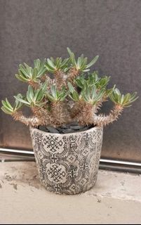 （分類：）位於 。 由 cwtyf 提交（商品編號 1433401229，圖片 1）。簡介： 。