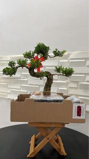 (Category: ) located in . Submitted by thplantstudio (Listing ID 1433579597, Image 1). Description: .