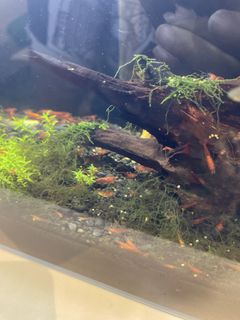(Category: ) located in . Submitted by sunisaannie (Listing ID 1433450782, Image 1). Description: .