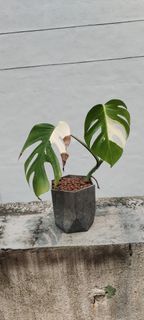 （分類：）位於 。 由 sell2hand 提交（商品編號 1433421841，圖片 1）。簡介： 。