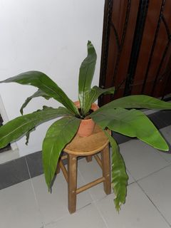 (Category: ) located in . Submitted by ellemayasariresidence (Listing ID 1433463097, Image 1). Description: .