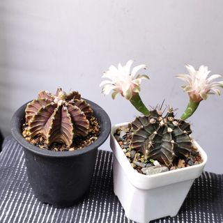 （分類：）位於 。 由 lilihkmama 提交（商品編號 1433669322，圖片 1）。簡介： 。