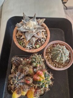 (Category: ) located in . Submitted by wheehehe111 (Listing ID 1433655012, Image 1). Description: .