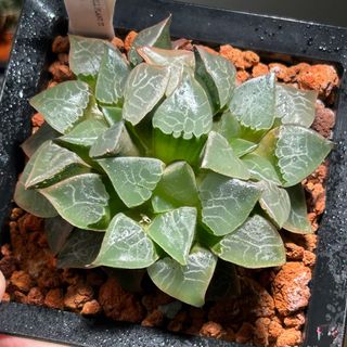 （分類：）位於 。 由 mikewillplantit 提交（商品編號 1374222194，圖片 1）。簡介： 。