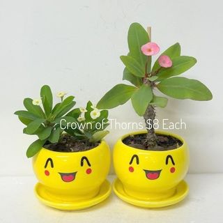 Potted Plants Collection 🌿 | Buyer Protection Available Collection item 3