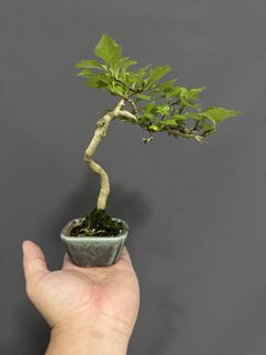 (Category: ) located in . Submitted by plants_plants (Listing ID 1433807426, Image 1). Description: .