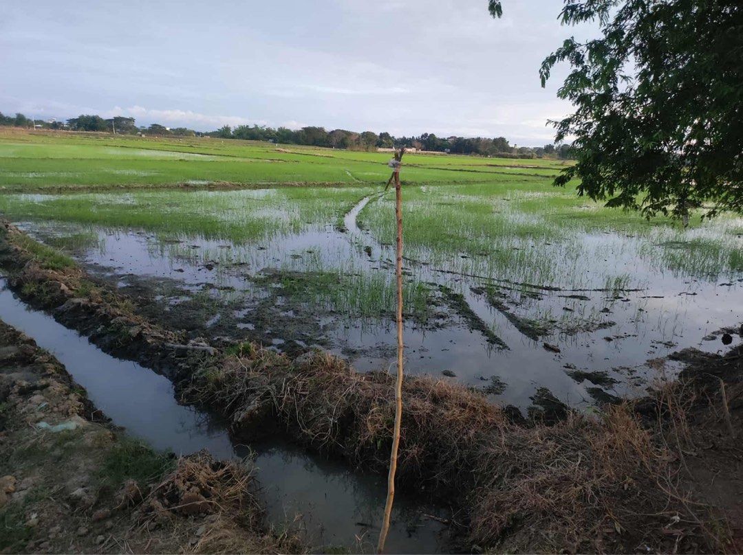 Lot For Sale (Category: Lot) located in Manila. Submitted by jee_2204000 (Listing ID 1433922684, Image 3). Description: ▪️LOT FOR SALE▪️LOT FOR SALE ▪️ 📍Location : BIBICLAT ALIAGA NUEVA ECIJA ✅Good for Farm/Subdivision ✅Along cemented road (109 meters frontage) ⛳️AREA: 18000 sqm. 📄TITLED ✅UPDATED TAX 🕰️7 mins away sa bayan ng ALIAGA 🏘️malapit sa bahayan 🏞️irrigated ✅ready to transfer 💰 open for agent 5% commission 📞09158019387 ➡️ D I R E C