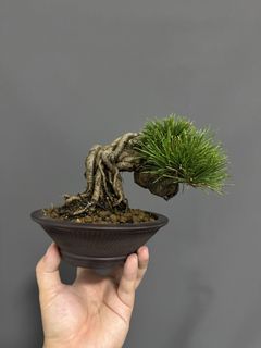 (Category: ) located in . Submitted by plants_plants (Listing ID 1433808617, Image 1). Description: .