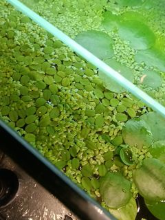 （分類：）位於 。 由 kakafrog 提交（商品編號 1434077337，圖片 1）。簡介： 。