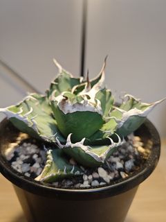（分類：）位於 。 由 plantplayer 提交（商品編號 1434016387，圖片 1）。簡介： 。