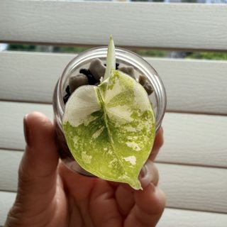 (Category: ) located in . Submitted by napnapeng (Listing ID 1434003182, Image 1). Description: .