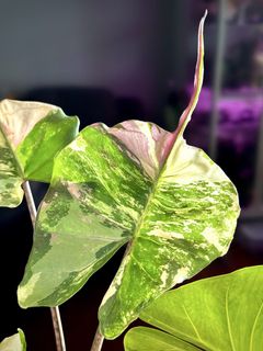 (Category: ) located in . Submitted by thesaneplanter (Listing ID 1434152838, Image 1). Description: .