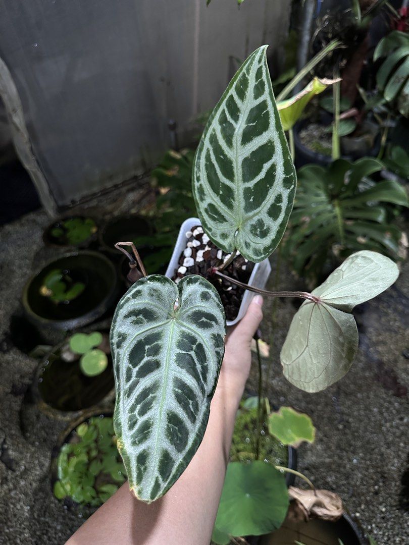 Anthurium SKG Silver x Red Crystallinum, Furniture & Home Living