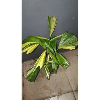 Ornamental Plant Collection item 1