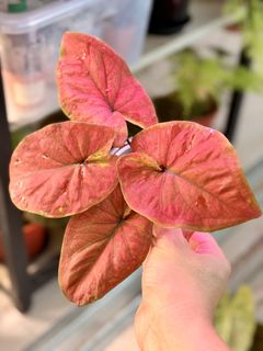 (Category: ) located in . Submitted by thesaneplanter (Listing ID 1434153184, Image 1). Description: .
