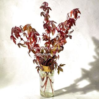 (Category: ) located in . Submitted by sgflorist (Listing ID 1434044622, Image 1). Description: .