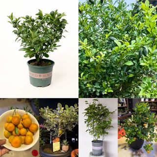 (Category: ) located in . Submitted by sgflorist (Listing ID 1433991440, Image 1). Description: .
