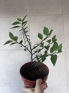(Category: ) located in . Submitted by tropicalleaf (Listing ID 1433980640, Image 1). Description: .