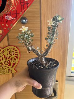 (Category: ) located in . Submitted by chienckc (Listing ID 1434027160, Image 1). Description: .